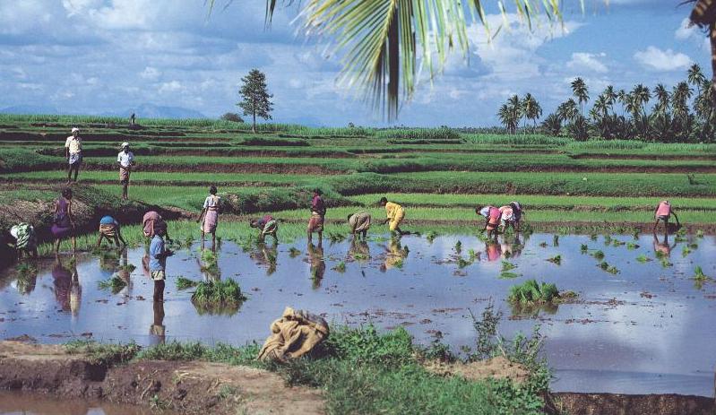 Rice fields India.jpg