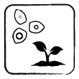 1.Planting material BW.png